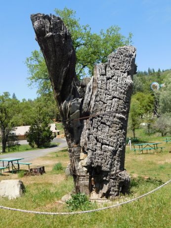 [Picture of Hanging Tree remains]